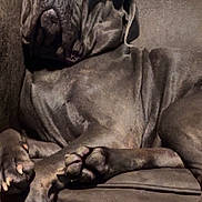 Nahla is registered to the contest to win money with this photo: dog, sleeping, couch, leather, brown, large_dog, paw, relaxed, indoors, pet, canine, resting, fur, snout, claws, companion, animal, lazy, domestic_animal, comfortable