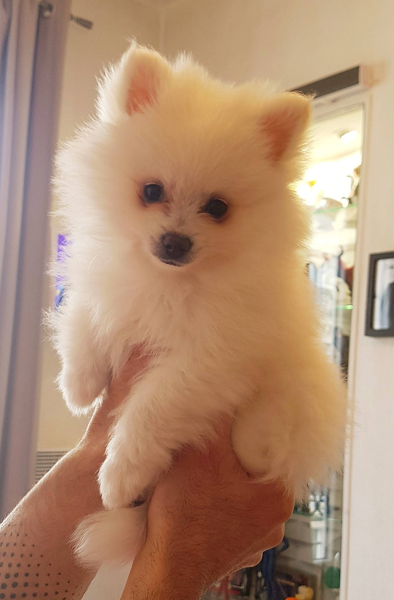 Gomette participe au concours pour gagner de l'argent avec cette photo : canidae, carnivore, companion_dog, dog, dog_breed, german_spitz, german_spitz_klein, german_spitz_mittel, indian_spitz, japanese_spitz, mammal, non_sporting_group, pomeranian, puppy, samoyed, skin, spitz, toy_dog, vertebrate, volpino_italiano