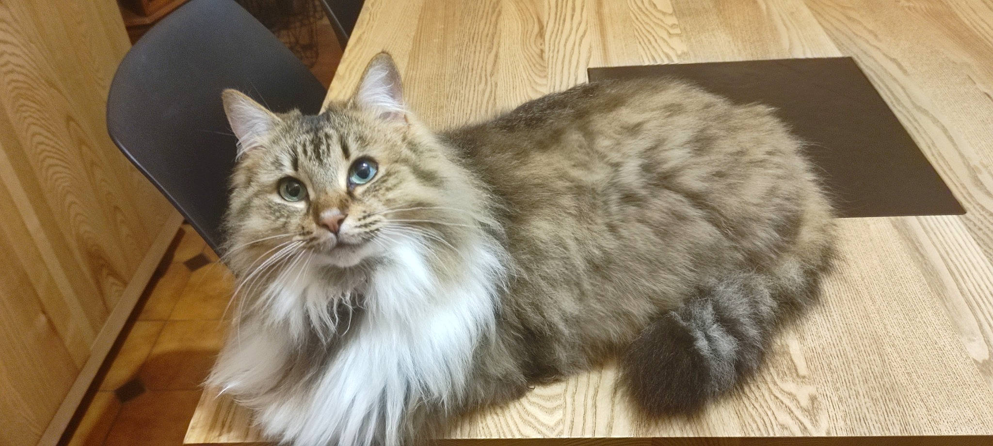 Roxy a rejoint le concours — aidez-le/la à gagner de superbes lots ! british_longhair, carnivore, cat, felidae, fur, hardwood, maine_coon, paw, small_to_medium_sized_cats, snout, tail, terrestrial_animal, whiskers, wood