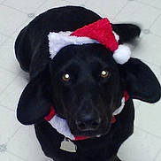 Daisy joined the competition — help win amazing prizes! dog, black_dog, santa_hat, holiday, festive, pet, animal, floor, looking_up, collar, indoor, cute, christmas, christmas_hat, mammal, domestic_animal, ears, nose, eyes, tile_floor