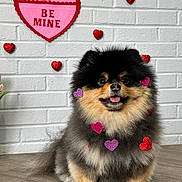 Nova joined the competition — help win amazing prizes! dog, pomeranian, pet, fur, hearts, valentine, brick_wall, decoration, glitter, tongue_out, sitting, indoor, wood_floor, happy, cute, portrait, closeup, brown_eyes, black_fur, nose
