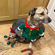 Romy participe au concours pour gagner de l'argent avec cette photo : dog, elf_costume, plush_toy, sloth_toy, wooden_floor, indoor, cabinet, door, toy, holiday, christmas, pet, animal, costume, green, red, brown, cute, festive, standing