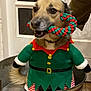 Romy a rejoint le concours — aidez-le/la à gagner de superbes lots ! canine, christmas_costume, cute, decor, dog, dog_bed, door, elf_costume, festive, green, holiday, indoor, person_arm, pet, red, rope_toy, smiling, toy, window, wooden_floor