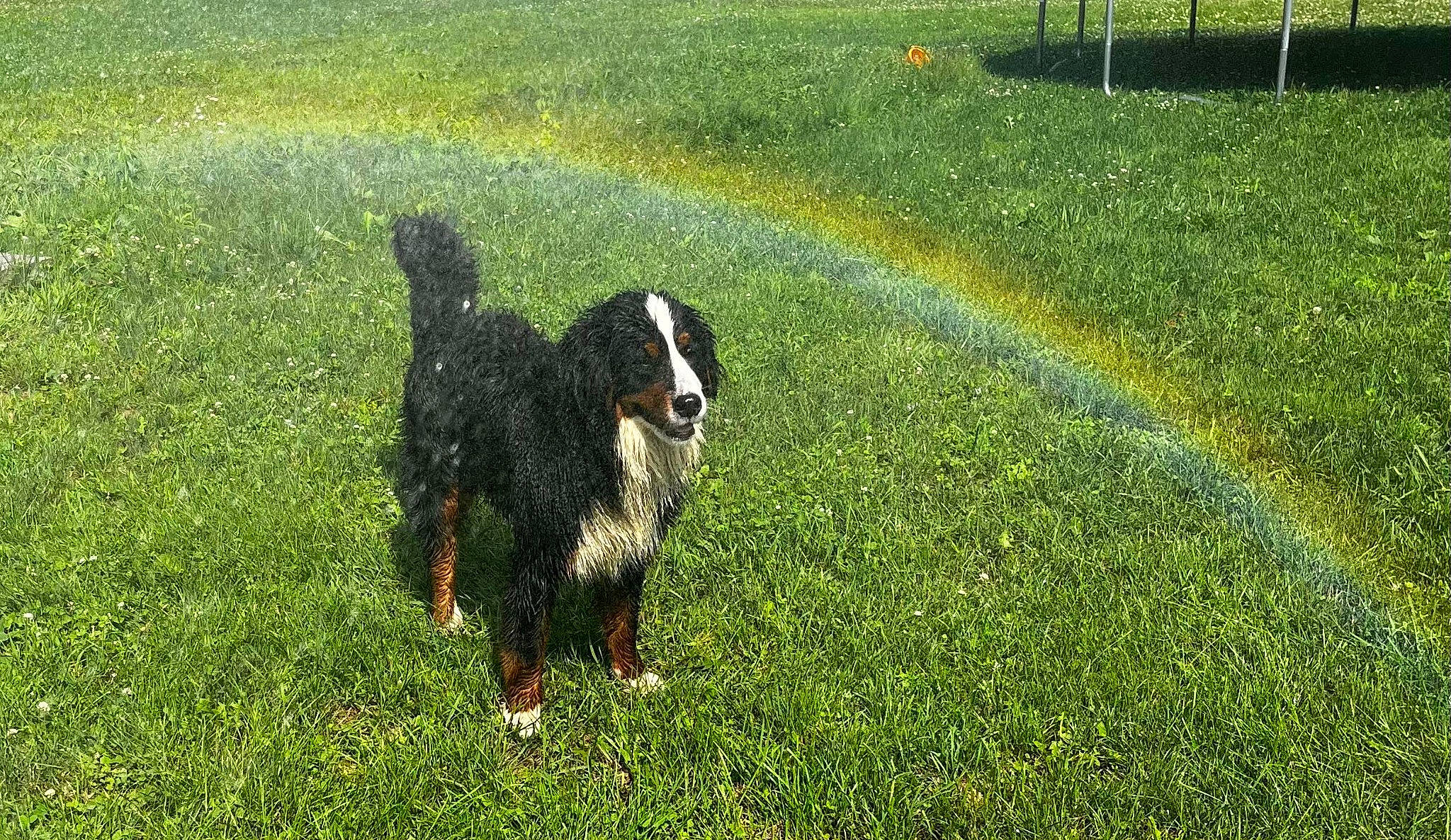 Blaze joined the competition — help win amazing prizes! agriculture, carnivore, companion_dog, dog, dog_breed, field, grass, grass_family, grassland, groundcover, landscape, lawn, livestock, meadow, plant, rainbow, sheep, tail, water_dog, working_animal