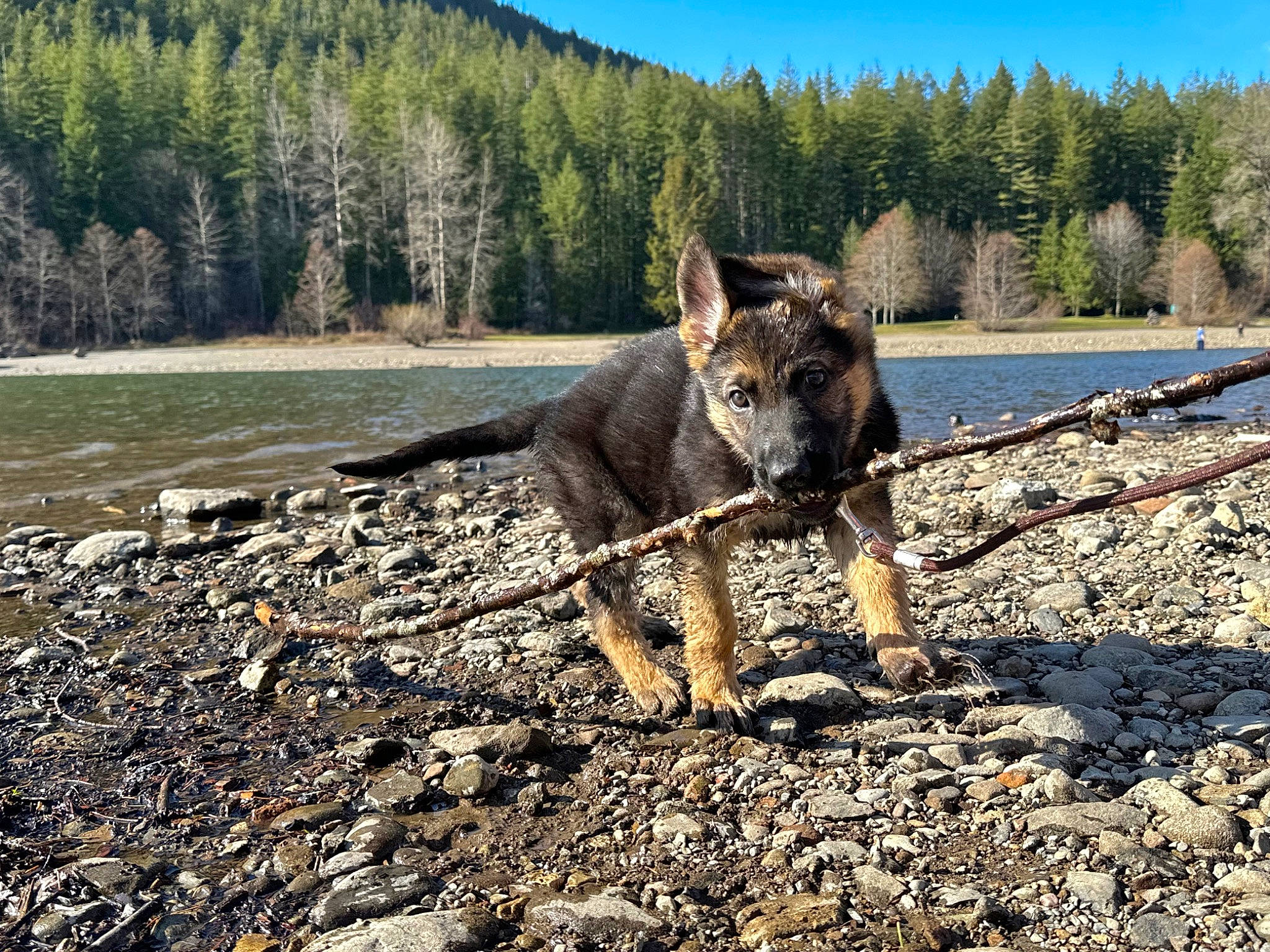 Odin is registered to the contest to win money with this photo: canidae, canis, carnivore, dog, dog_breed, fawn, forest, herding_dog, lake, landscape, mountain, plant, rock, sky, soil, sporting_group, tree, water, wolf, wood