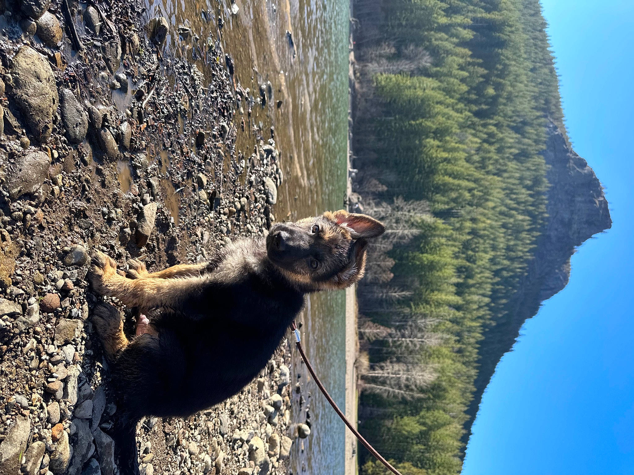 Odin joined the competition — help win amazing prizes! adventure, canidae, carnivore, dog_breed, felidae, klippe, landscape, leash, leisure, plant, rock, rope, sky, sporting_group, tail, terrestrial_animal, tree, trunk, wildlife, wood
