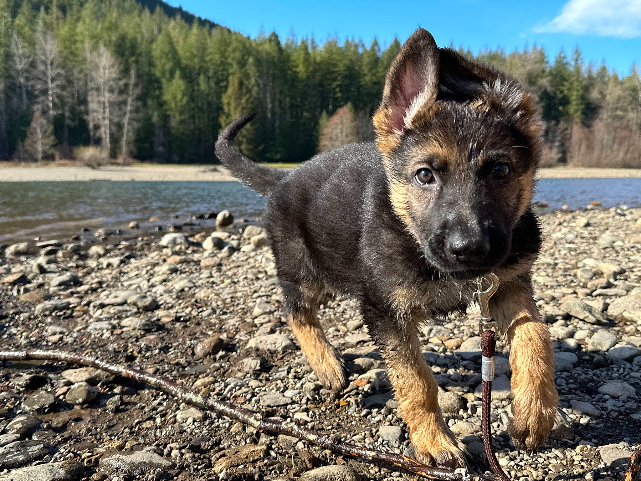 Odin joined the competition — help win amazing prizes! canidae, carnivore, cloud, dog, dog_breed, fawn, guard_dog, herding_dog, lake, landscape, mountain, plant, sky, snout, soil, sporting_group, tree, water, working_animal, working_dog