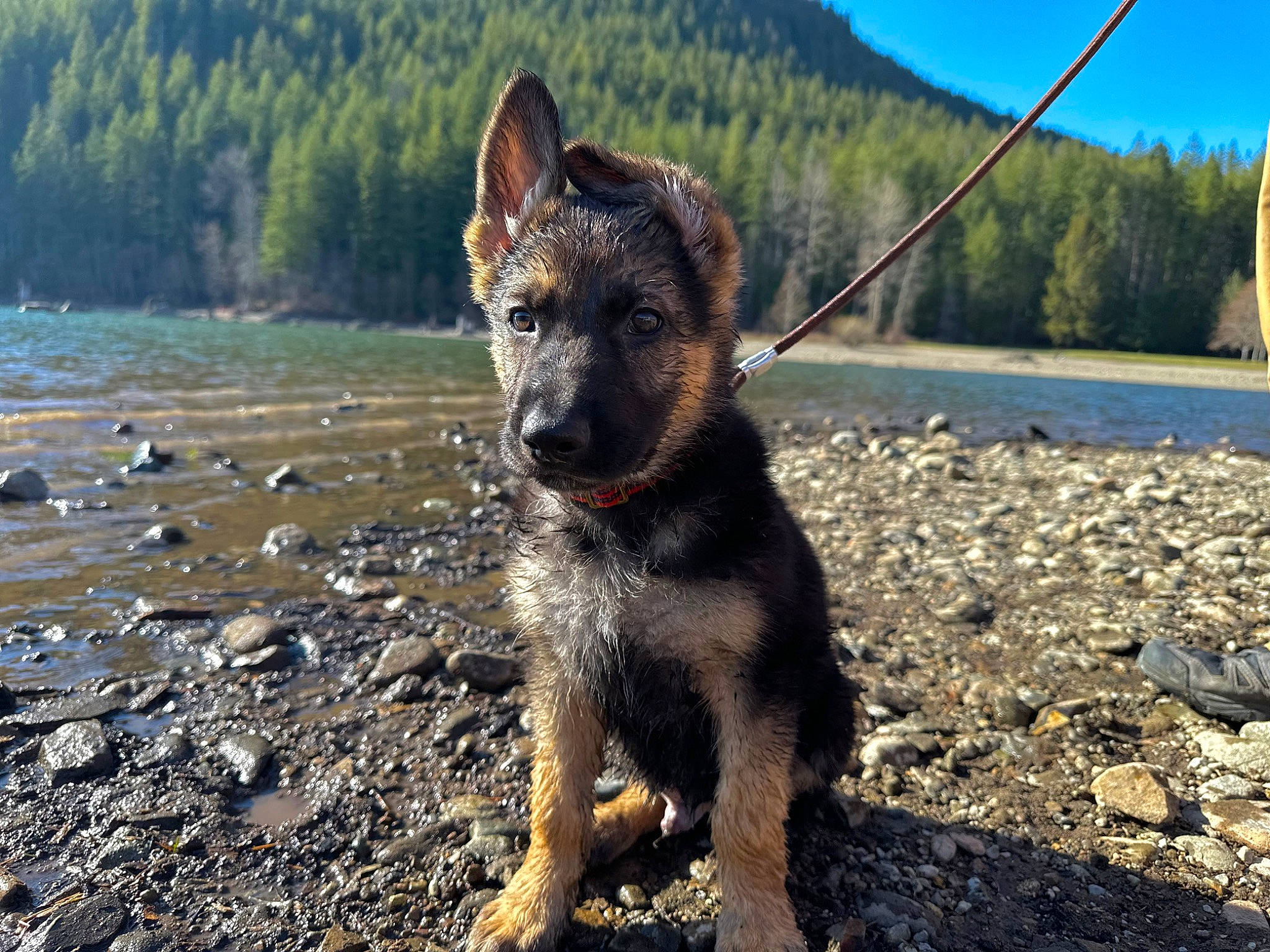 Odin is registered to the contest to win money with this photo: australian_cattle_dog, canidae, carnivore, collar, companion_dog, dog, dog_breed, dog_collar, fawn, herding_dog, leash, mountain, plant, sky, snout, sporting_group, tree, walking, water, working_animal