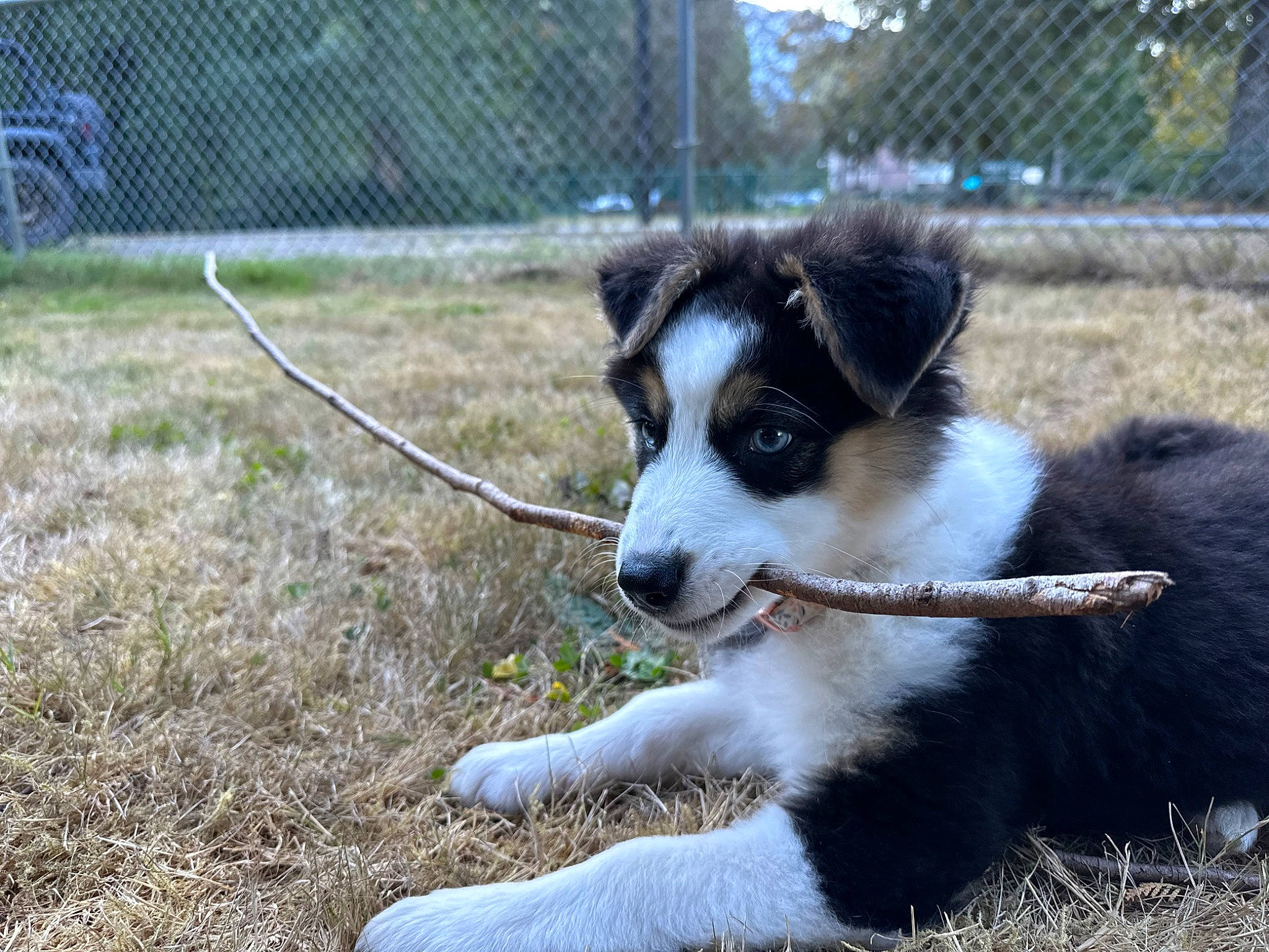 Salem is registered to the contest to win money with this photo: canidae, carnivore, collar, companion_dog, dog, dog_breed, fence, fur, grass, herding_dog, mesh, plant, snout, sporting_group, tail, terrestrial_animal, tire, wheel, whiskers, working_animal