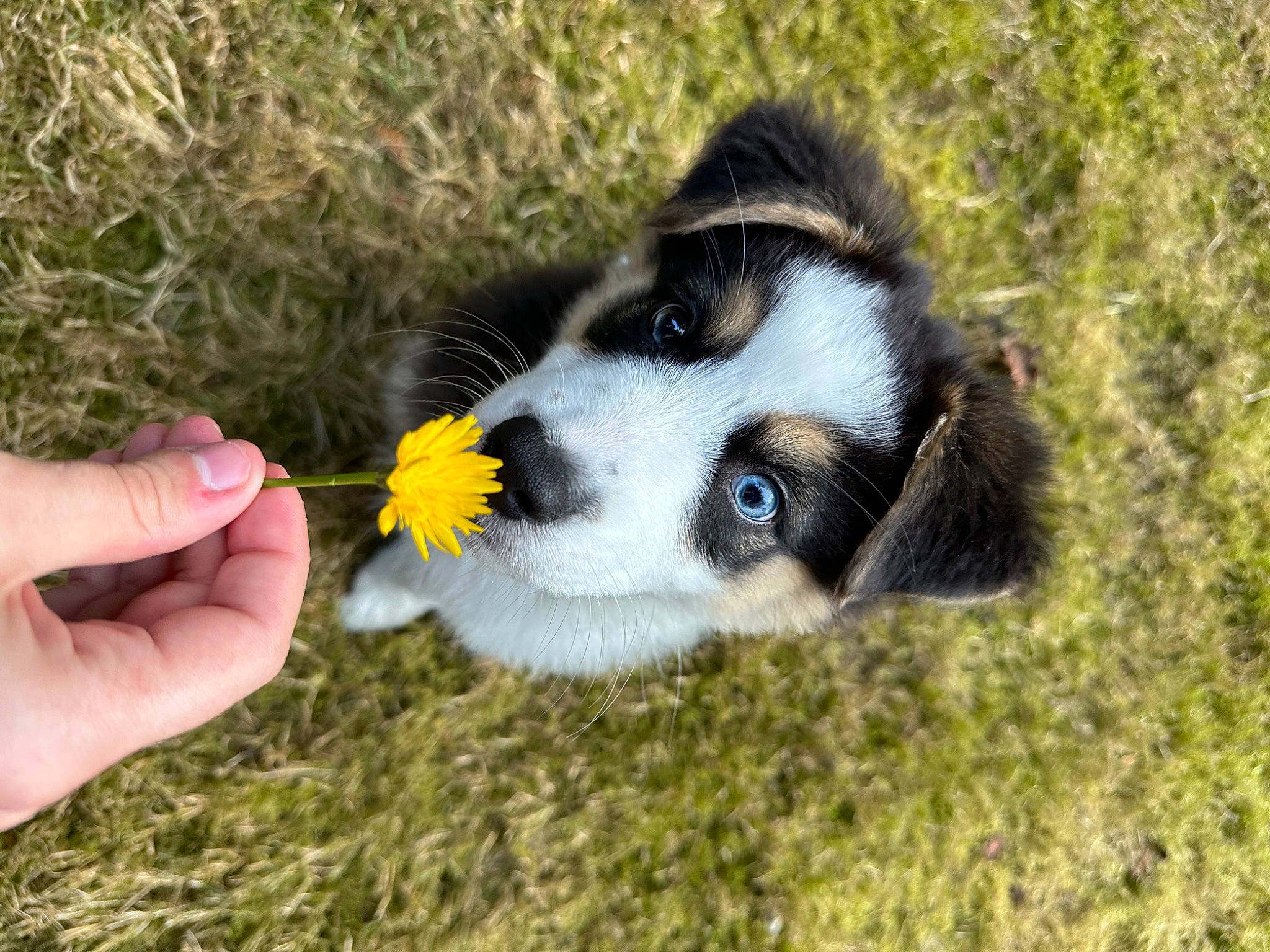 Salem joined the competition — help win amazing prizes! canidae, carnivore, companion_dog, dog, dog_breed, fur, grass, herding_dog, nail, people_in_nature, plant, soil, sporting_group, terrestrial_animal, thumb, whiskers, working_dog