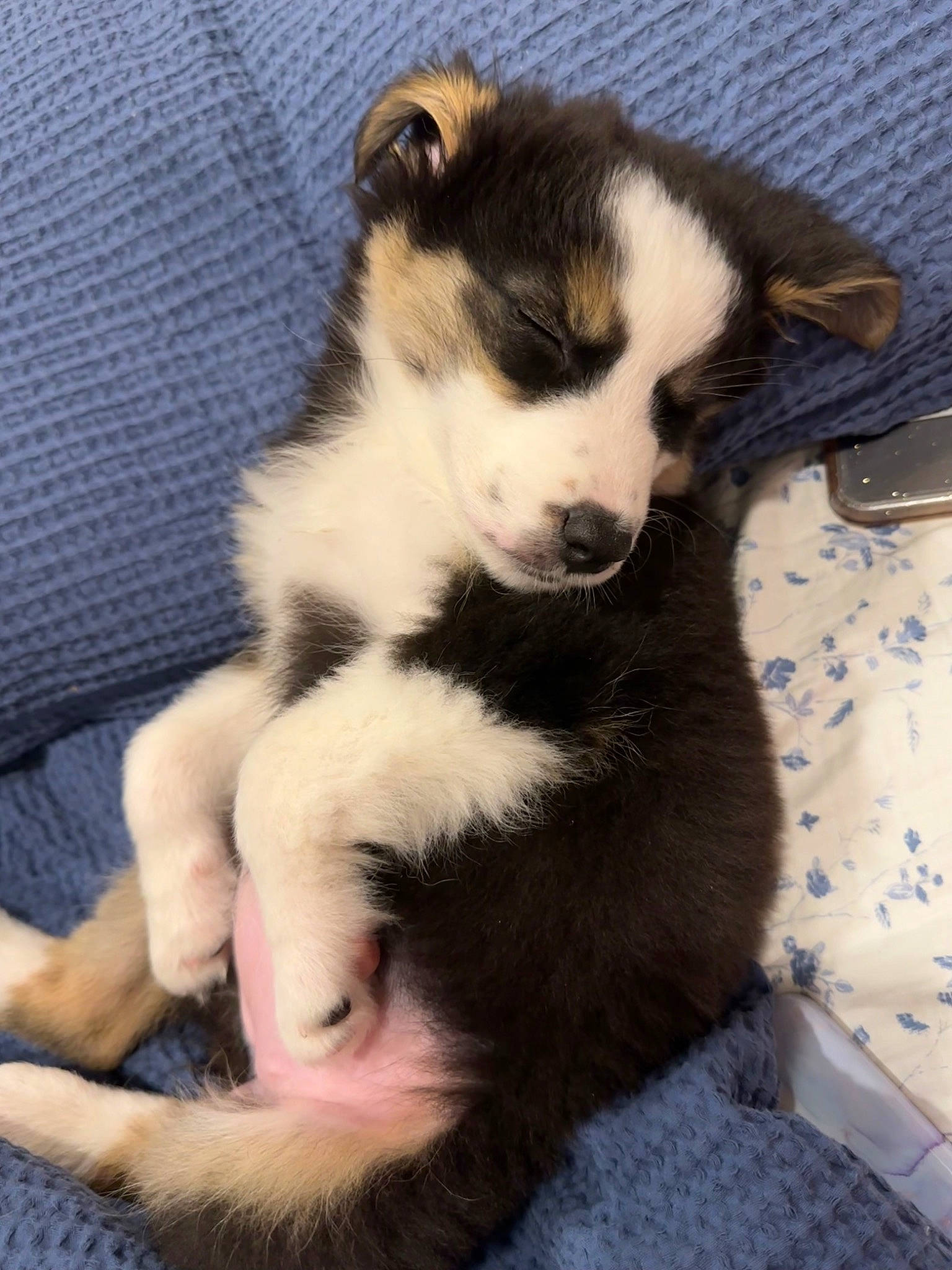 Salem joined the competition — help win amazing prizes! canidae, carnivore, claw, comfort, companion_dog, dog, dog_breed, foot, fur, non_sporting_group, paw, snout, sporting_group, tail, terrestrial_animal, whiskers, working_animal, working_dog