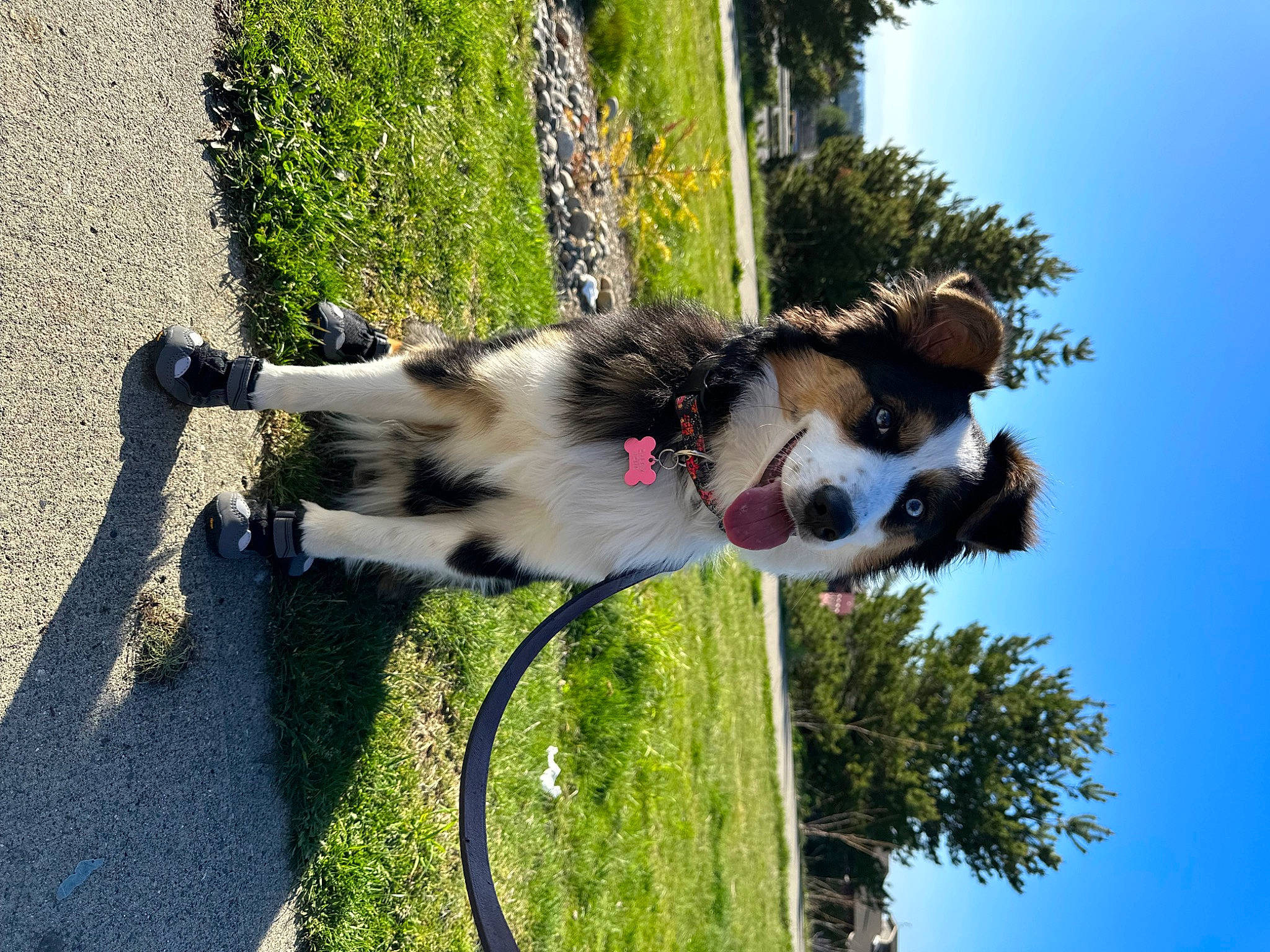 Salem is registered to the contest to win money with this photo: canidae, carnivore, collar, companion_dog, dog, dog_breed, dog_collar, grass, leash, palm_tree, pet_supply, plant, shadow, sky, snout, sporting_group, tail, tree, working_animal, working_dog