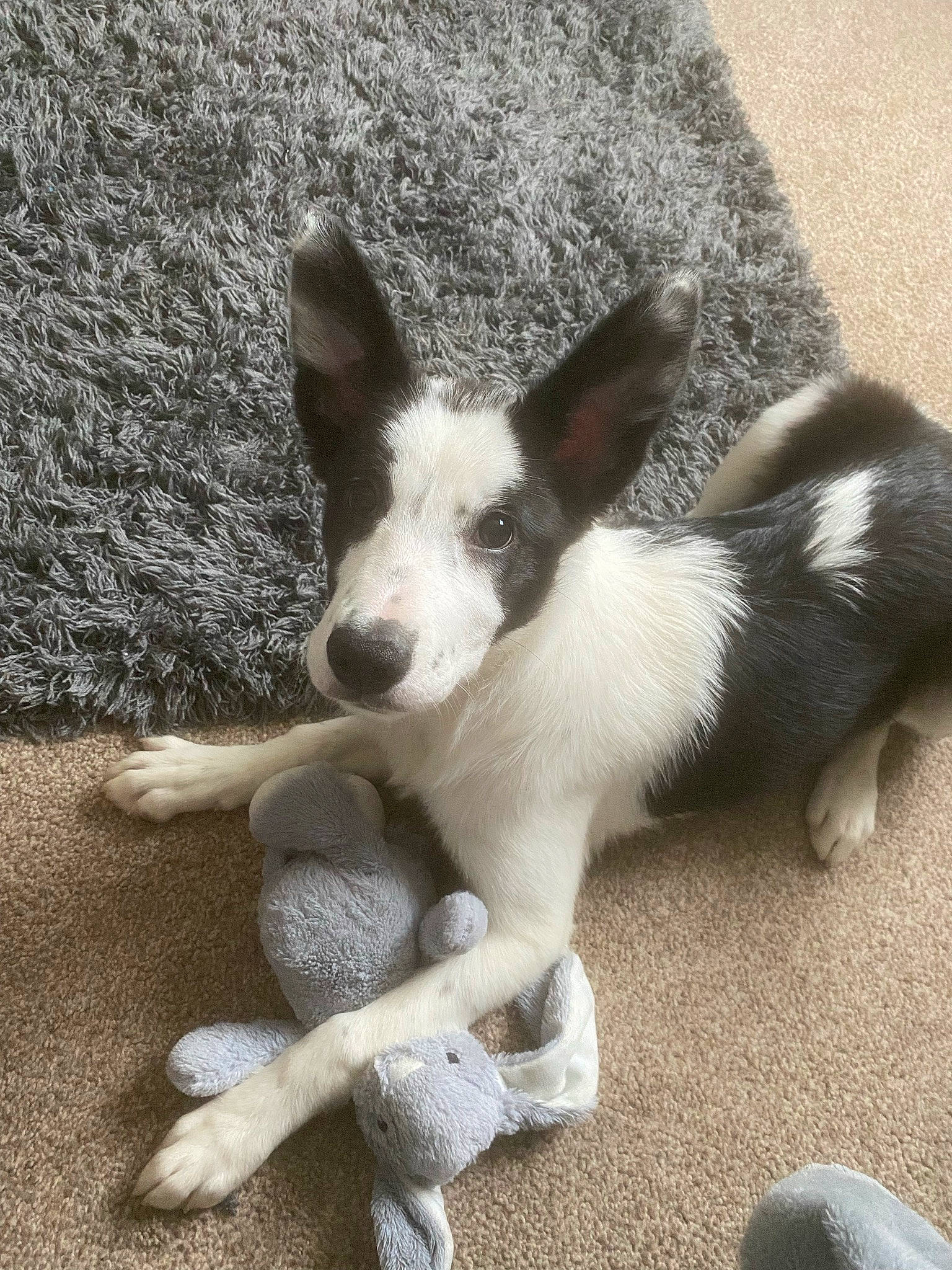 Luna is registered to the contest to win money with this photo: canidae, carnivore, companion_dog, dog, dog_breed, fawn, foot, fur, non_sporting_group, paw, puppy, snout, sporting_group, tail, terrestrial_animal, terrier, toy_dog, whiskers, working_animal