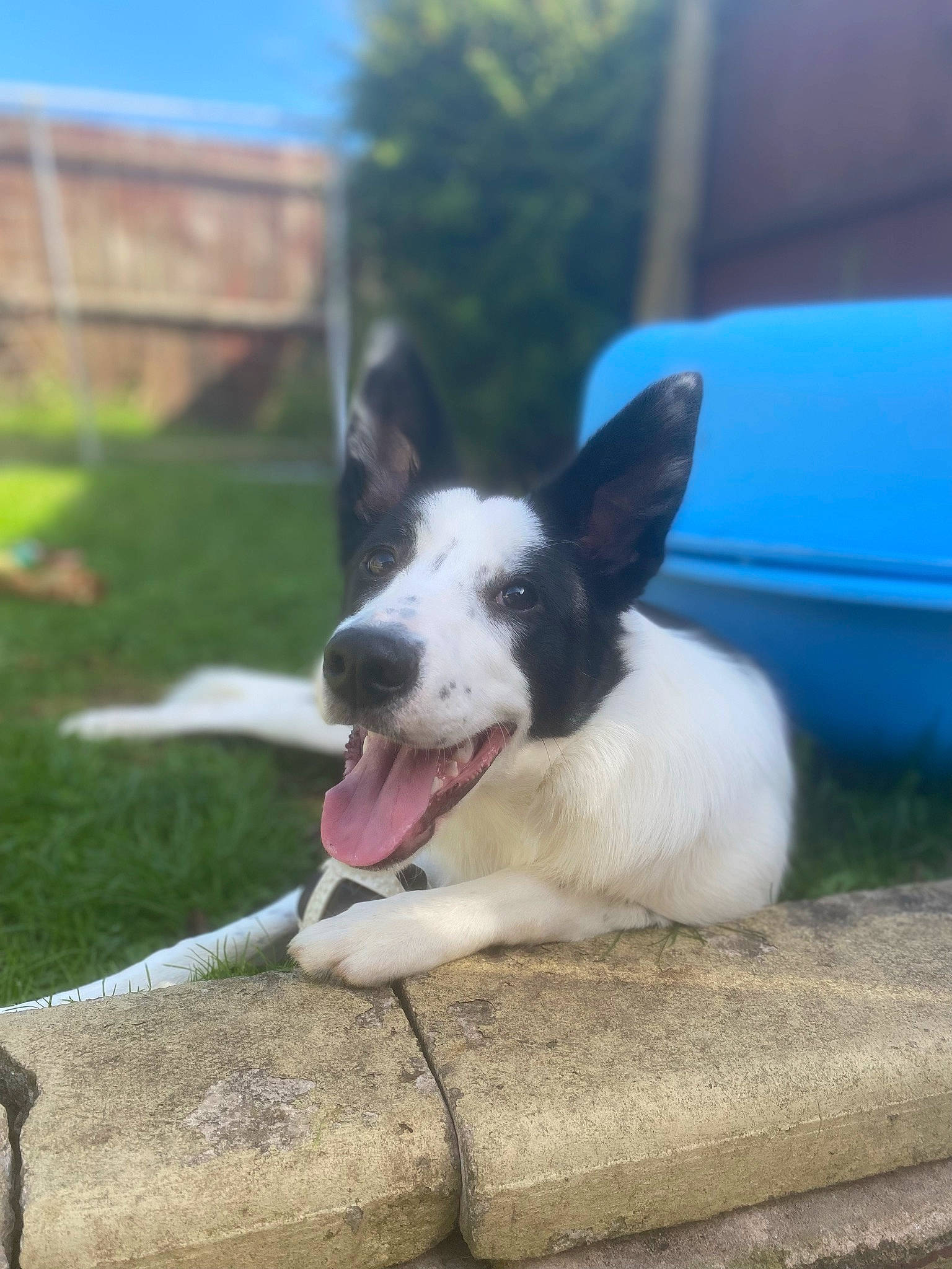 Luna is registered to the contest to win money with this photo: canidae, carnivore, collar, companion_dog, dog, dog_breed, dog_collar, eye, fawn, grass, non_sporting_group, plant, sky, snout, sporting_group, tail, tree, whiskers, working_animal, working_dog