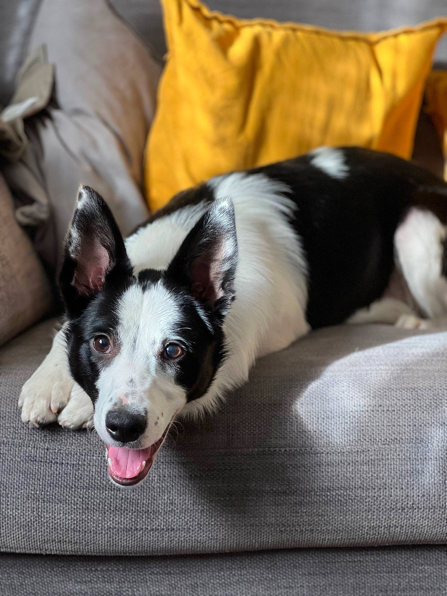 Luna joined the competition — help win amazing prizes! canidae, carnivore, comfort, companion_dog, couch, dog, dog_breed, herding_dog, linens, mammal, non_sporting_group, paw, pillow, sporting_group, throw_pillow, whiskers, working_animal, working_dog
