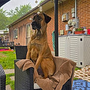 Bruno joined the competition — help win amazing prizes! dog, chair, blanket, outdoor, backyard, grass, brick_wall, fence, patio, wicker, canine, pet, sitting, quiet, calm, garden, house, daytime, relaxing, animal