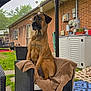 dog, chair, blanket, outdoor, backyard, grass, brick_wall, fence, patio, wicker, canine, pet, sitting, quiet, calm, garden, house, daytime, relaxing, animal