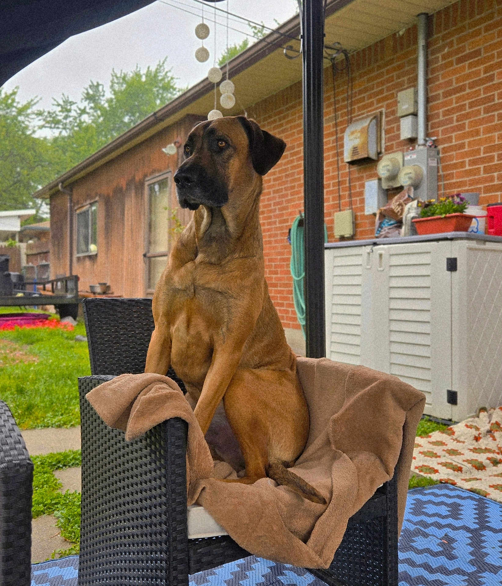 Bruno