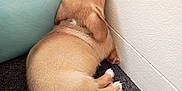 Trigger joined the competition — help win amazing prizes! animal, brown, carpet, corner, cozy, cute, dog, fur, indoors, laying, mattress, paw, pet, puppy, quiet, resting, sleeping, small, wall, young