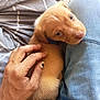Trigger is registered to the contest to win money with this photo: brown, closeup, clothing, collar, comfort, cute, denim, dog, fabric, fur, gentle, hand, human, indoor, looking, pet, puppy, resting, striped, young