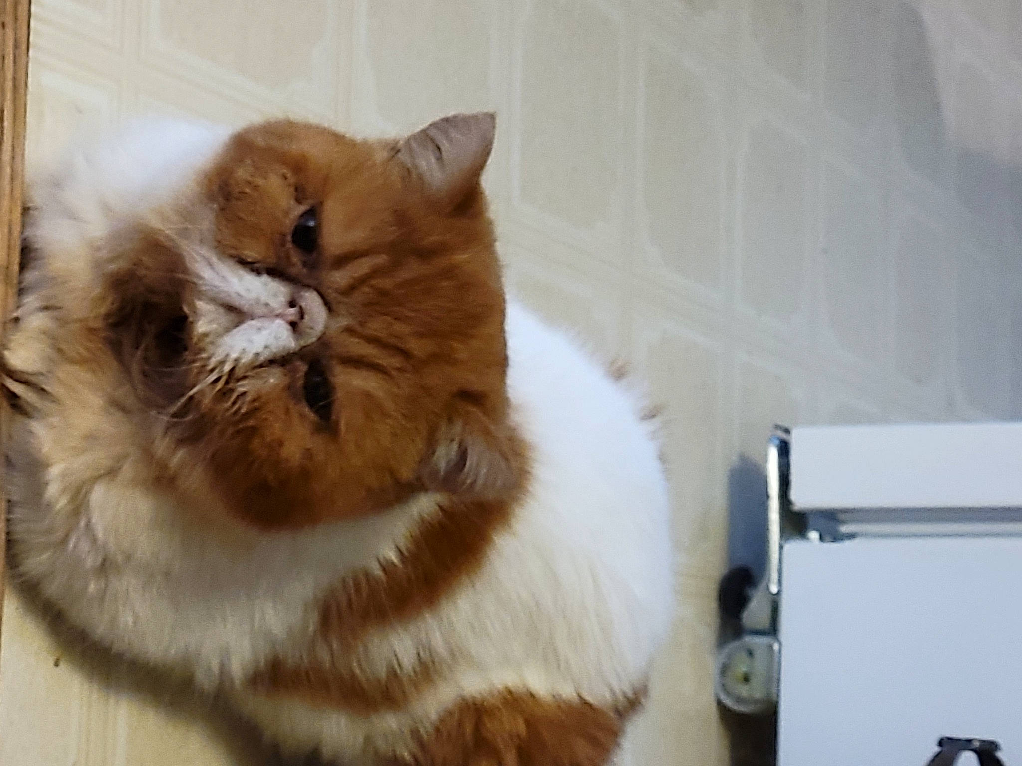 Dempsey joined the competition — help win amazing prizes! carnivore, cat, claw, comfort, domestic_short_haired_cat, fawn, felidae, flooring, fur, hardwood, paw, small_to_medium_sized_cats, snout, tail, terrestrial_animal, whiskers, wood