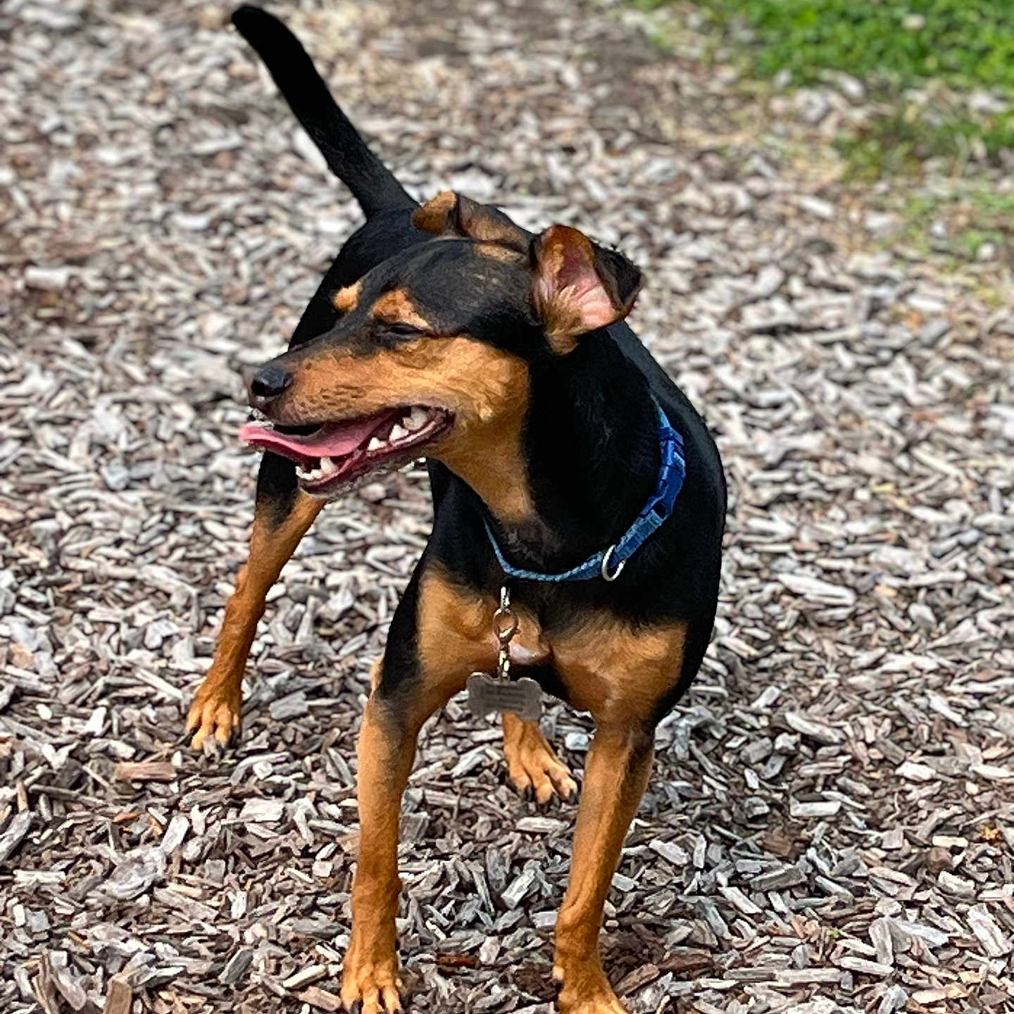 Gussy joined the competition — help win amazing prizes! animal, black, canine, closeup, collar, dog, ears, grass, happy, nature, outdoor, pet, playful, standing, sunlight, tag, tail, tan, tongue, wood_chips