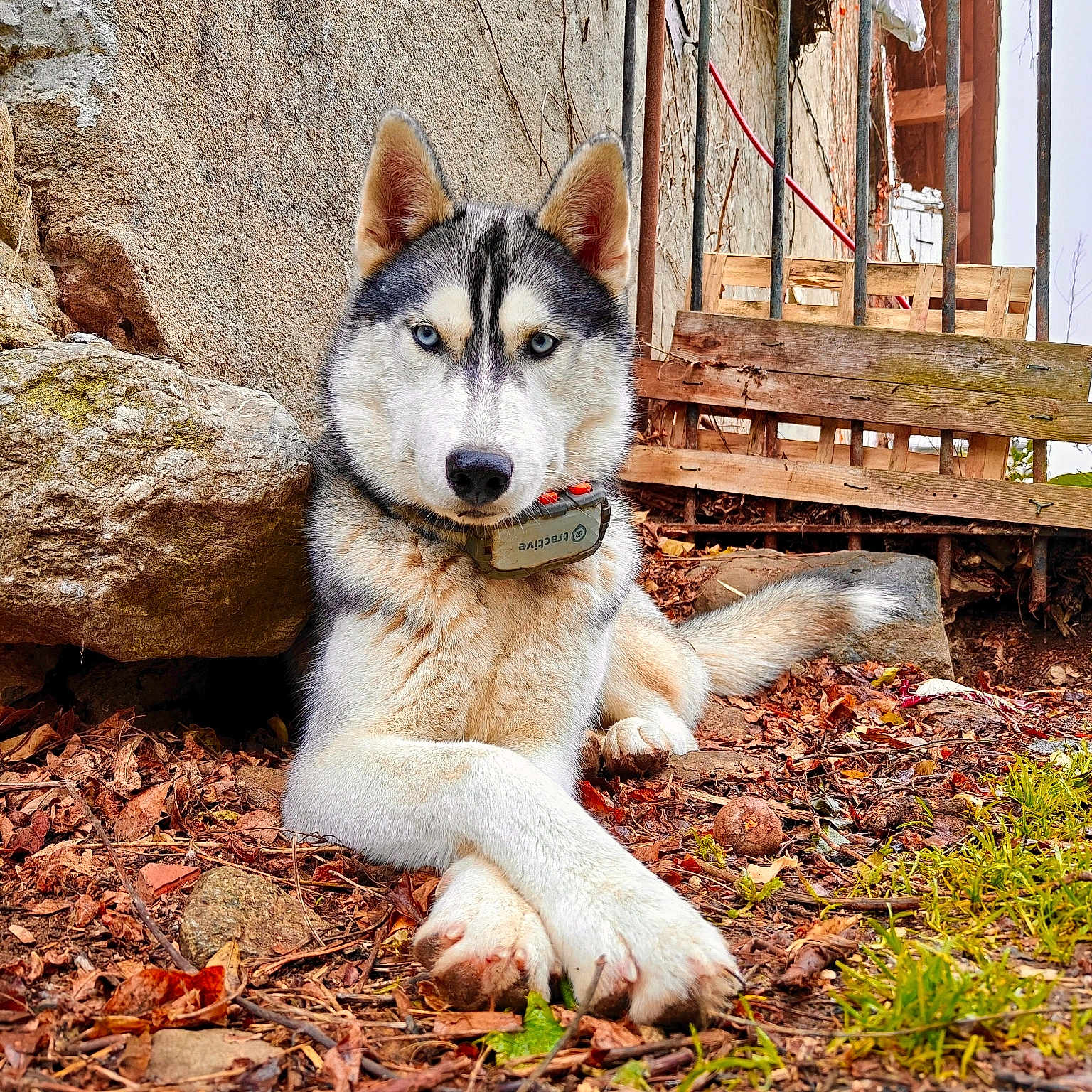 A'Skyr participe au concours pour gagner de l'argent avec cette photo : alert, animal, blue_eyes, canine, close_up, collar, crossed_paws, dog, fur, grass, husky, leaves, mammal, nature, outdoor, paw, pet, portrait, resting, rock