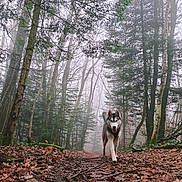A'Skyr a rejoint le concours — aidez-le/la à gagner de superbes lots ! dog, husky, forest, trees, leaves, fog, trail, nature, outdoor, canine, walking, animal, mist, woods, path, fall, moss, branches, adventure, pet