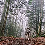 dog, husky, forest, trees, leaves, fog, trail, nature, outdoor, canine, walking, animal, mist, woods, path, fall, moss, branches, adventure, pet
