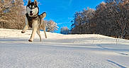A'Skyr participe au concours pour gagner de l'argent avec cette photo : animal, blue_sky, canine, cold, daylight, dog, forest, frost, happy, husky, landscape, leaping, nature, outdoor, playful, running, snow, snowy, trees, winter