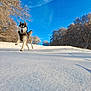 dog, husky, snow, winter, outdoor, running, blue_sky, trees, forest, animal, playful, canine, nature, daylight, cold, frost, happy, leaping, landscape, snowy
