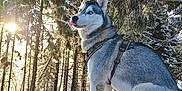 A'Skyr participe au concours pour gagner de l'argent avec cette photo : dog, siberian_husky, snow, forest, trees, sunlight, winter, outdoor, nature, animal, blue_eyes, playful, tongue_out, fur, harness, cold, scenic, daylight, canine, pets