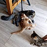 animal, cat, cats, curious, domestic, floor, fur, furniture, gray_cat, home, indoor, kitten, orange_cat, pet, snuggling, tabby_cat, table_leg, tail, whiskers, wooden_floor