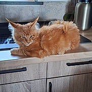 Barry participe au concours pour gagner de l'argent avec cette photo : animal, cat, countertop, cute, domestic, ears, feline, fluffy, fur, household, indoor, kitchen, mischievous, orange_cat, pet, relaxed, resting, thermos, utensils, window