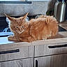 animal, cat, countertop, cute, domestic, ears, feline, fluffy, fur, household, indoor, kitchen, mischievous, orange_cat, pet, relaxed, resting, thermos, utensils, window
