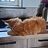 animal, cabinet, cat, countertop, cozy, cute, domestic, feline, flower, fluffy, fur, home, indoor, kitchen, orange_cat, pet, relaxed, resting, sleeping, window
