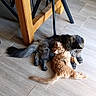 animal, cat, cats, cozy, cuddling, cute, domestic, floor, fluffy, fur, ginger_cat, indoor, nuzzling, pet, resting, snuggling, tabby_cat, table_leg, tail, wooden_floor