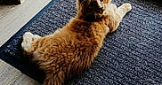 Barry participe au concours pour gagner de l'argent avec cette photo : animal, cat, curious, door, ears, feline, floor, fluffy, glass_door, home, indoor, looking_back, mat, orange_cat, pet, relaxed, sunlight, tail, whiskers, wood_floor