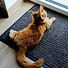 animal, cat, curious, door, ears, feline, floor, fluffy, glass_door, home, indoor, looking_back, mat, orange_cat, pet, relaxed, sunlight, tail, whiskers, wood_floor