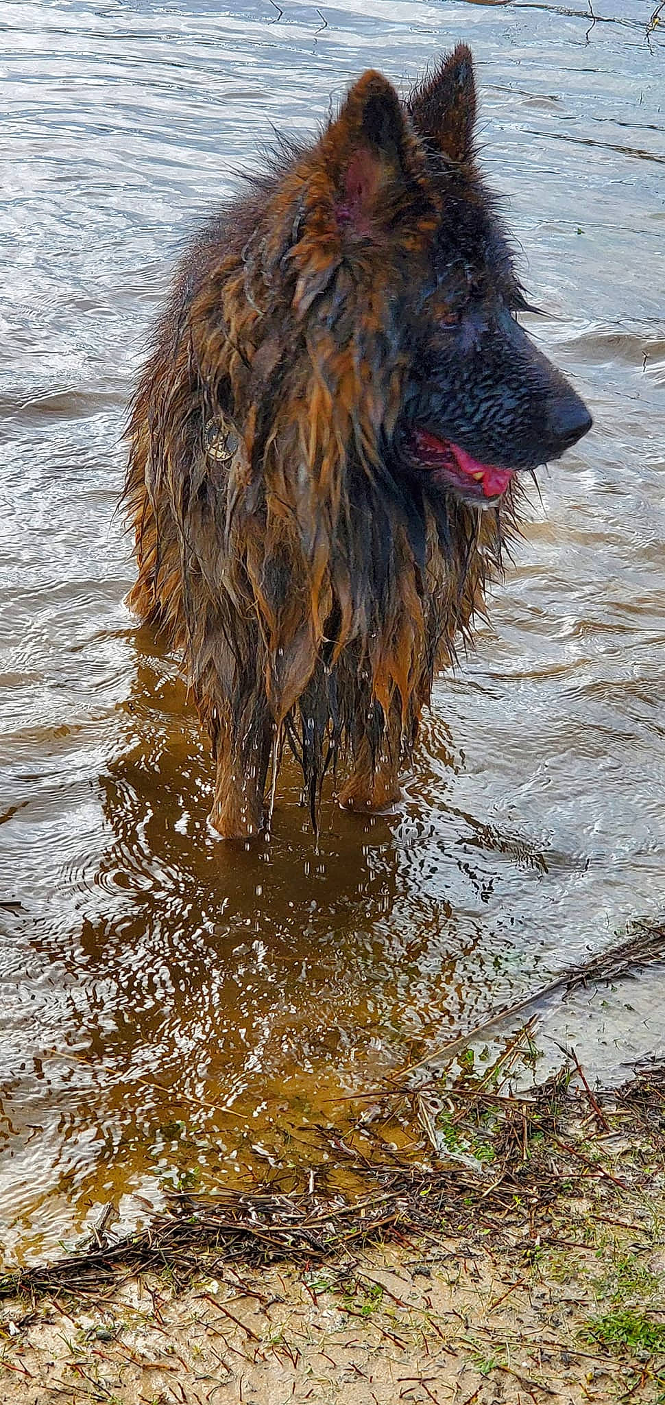 Rock a rejoint le concours — aidez-le/la à gagner de superbes lots ! canidae, carnivore, dobermann, dog, dog_breed, fluid, giant_dog_breed, herding_dog, lake, liver, snout, sporting_group, terrestrial_animal, water, working_animal, working_dog