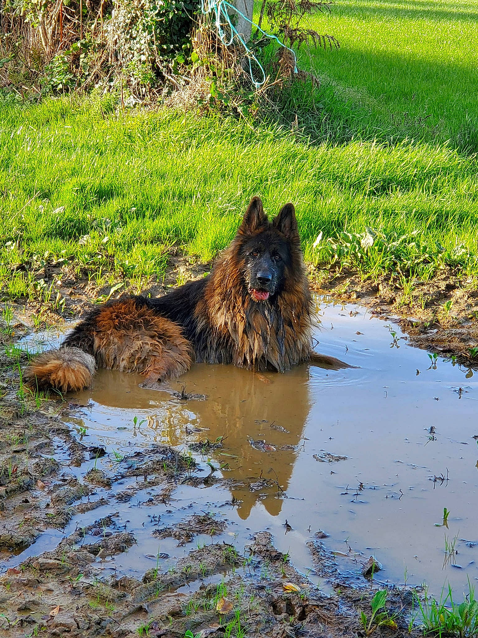 Rock participe au concours pour gagner de l'argent avec cette photo : body_of_water, canidae, carnivore, dog, dog_breed, felidae, fluvial_landforms_of_streams, grass, groundcover, natural_landscape, plant, sporting_group, tail, terrestrial_animal, water, water_resources, watercourse, wetland, wildlife, working_animal