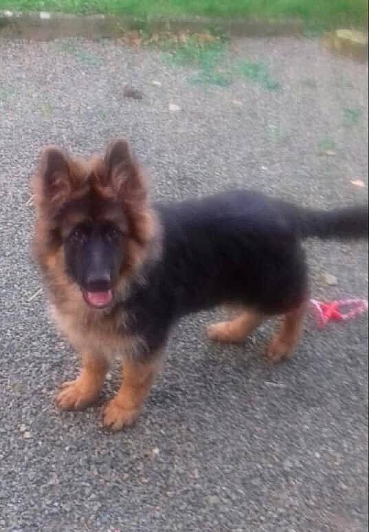 Rock a rejoint le concours — aidez-le/la à gagner de superbes lots ! asphalt, canidae, carnivore, companion_dog, dog, dog_breed, fawn, german_shepherd_dog, guard_dog, herding_dog, king_shepherd, non_sporting_group, old_german_shepherd_dog, road_surface, shadow, snout, sporting_group, tar, working_animal, working_dog