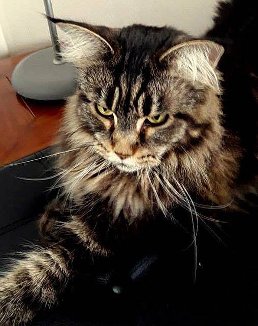 Luna a rejoint le concours — aidez-le/la à gagner de superbes lots ! carnivore, cat, claw, domestic_short_haired_cat, ear, felidae, fur, iris, maine_coon, paw, plate, siberian, small_to_medium_sized_cats, snout, table, tableware, tail, terrestrial_animal, whiskers