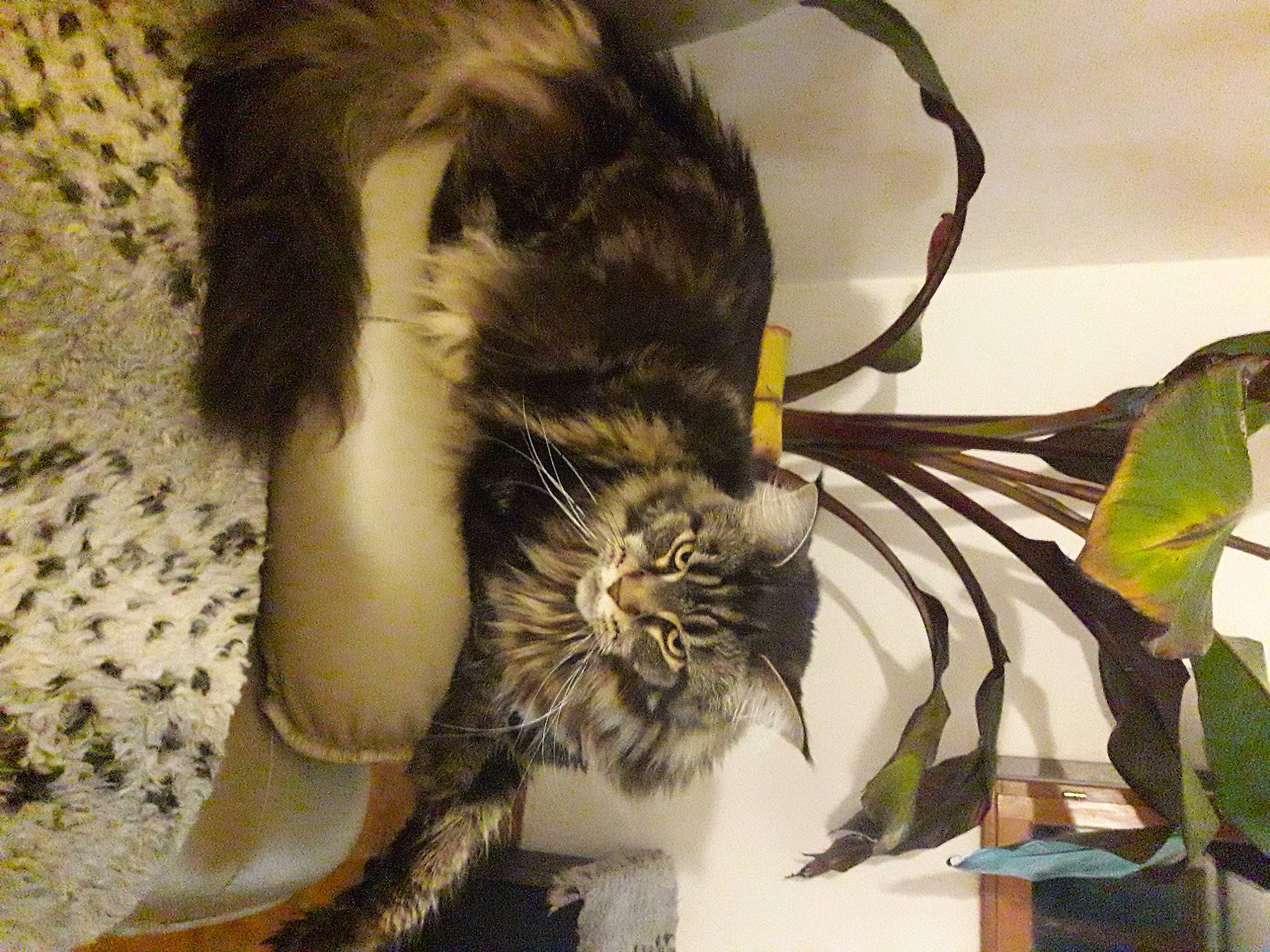 Luna participe au concours pour gagner de l'argent avec cette photo : arthropod, carnivore, cat, claw, domestic_short_haired_cat, fashion_accessory, feather, felidae, fur, insect, membrane_winged_insect, paw, plant, pollinator, small_to_medium_sized_cats, tail, terrestrial_animal, whiskers, wildlife, wing