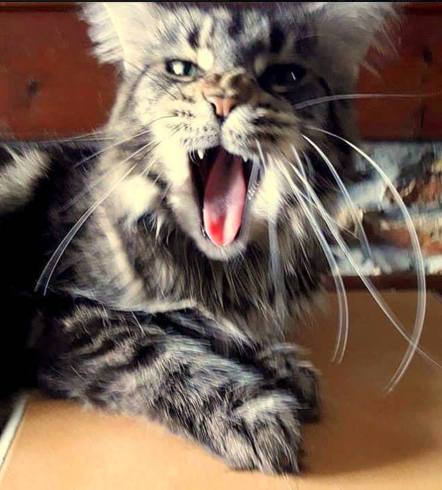 Luna