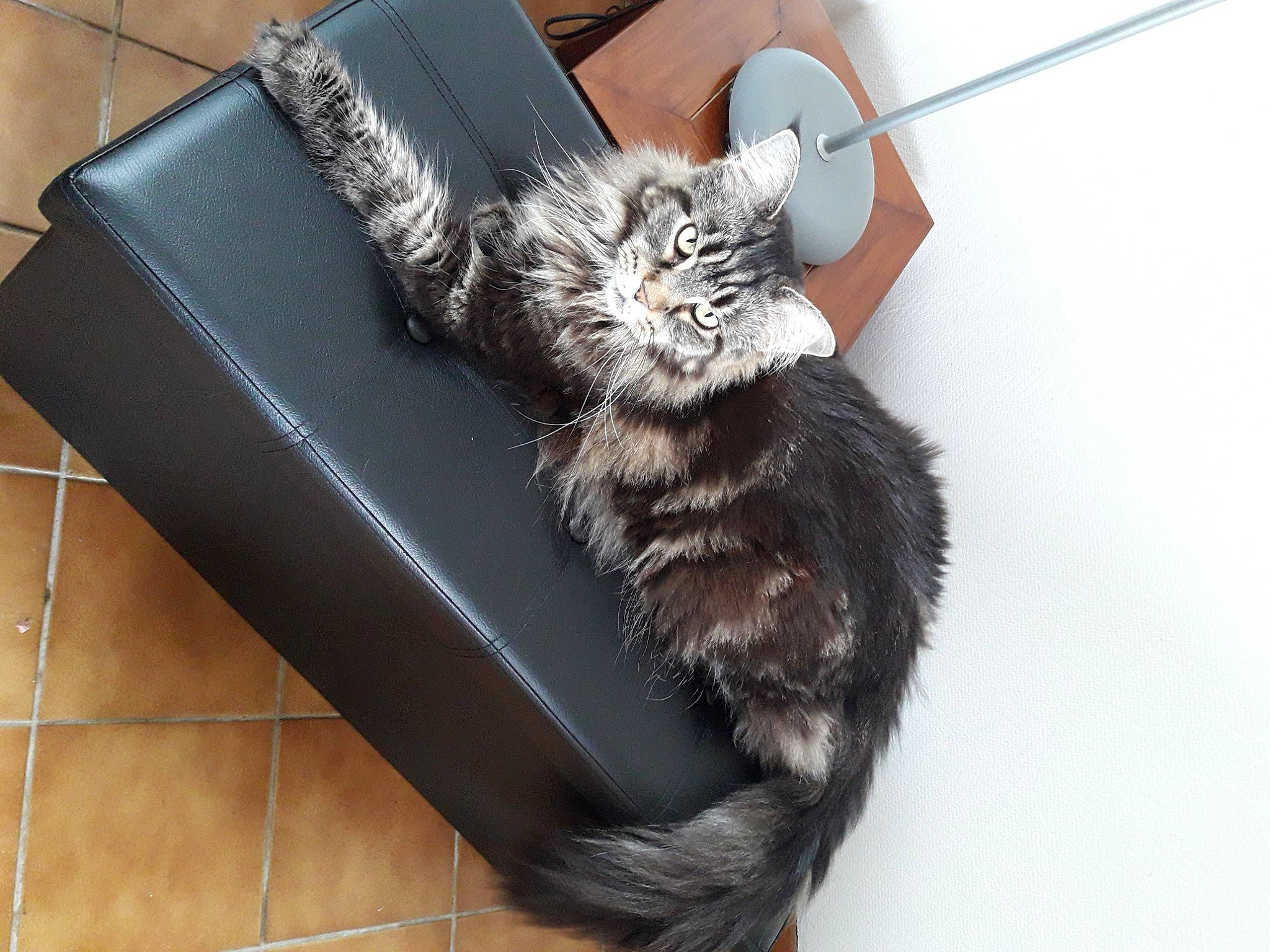 Luna a rejoint le concours — aidez-le/la à gagner de superbes lots ! black_cat, canidae, carnivore, cat, claw, comfort, dog_breed, domestic_short_haired_cat, fashion_accessory, felidae, flooring, fur, hardwood, metal, paw, sitting, small_to_medium_sized_cats, tail, tile_flooring, whiskers