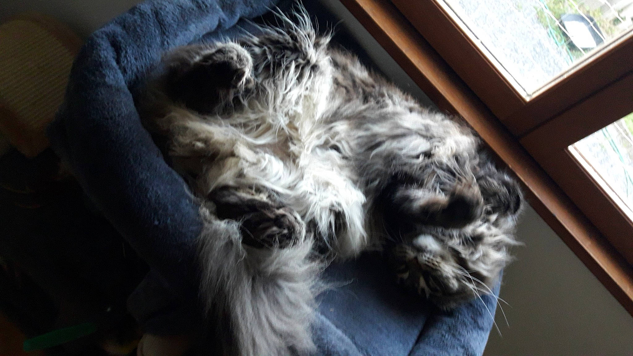 Luna a rejoint le concours — aidez-le/la à gagner de superbes lots ! canidae, carnivore, cat, claw, comfort, companion_dog, dog_breed, felidae, fur, grey, mammal, small_to_medium_sized_cats, snout, sporting_group, tail, tree, vertebrate, whiskers, window, wood