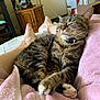 Mighty Mouse is registered to the contest to win money with this photo: boxes, cabinet, cat, collar, cozy, domestic_animal, feline, home, indoor, legs, paw, person, pink_towel, relaxing, resting, sleeping, soft_texture, tabby, whiskers, wooden_furniture