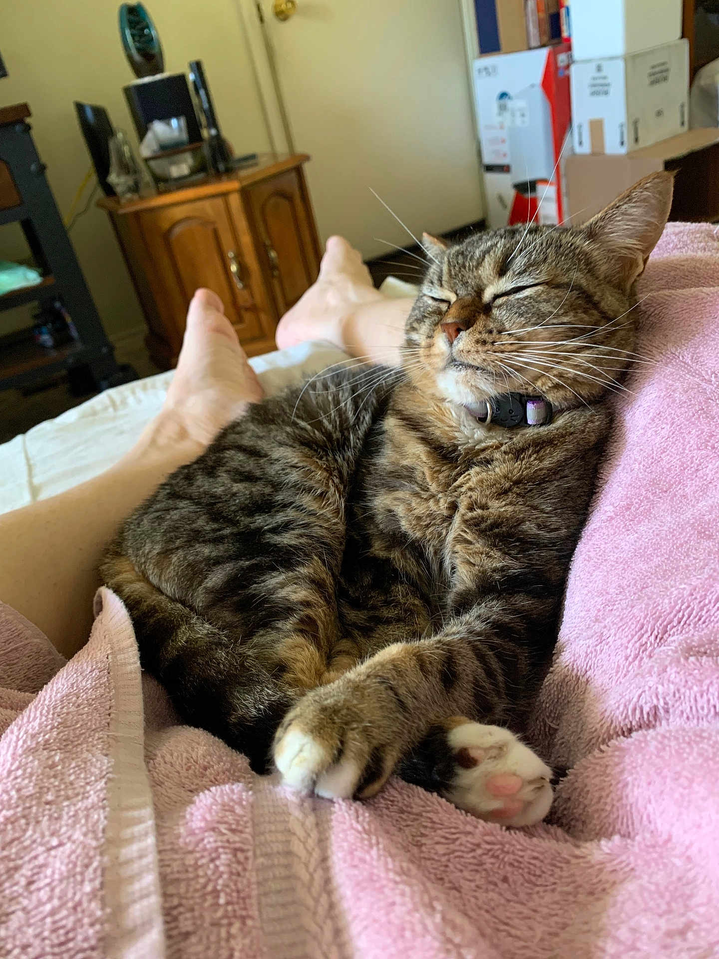 Mighty Mouse is registered to the contest to win money with this photo: boxes, cabinet, cat, collar, cozy, domestic_animal, feline, home, indoor, legs, paw, person, pink_towel, relaxing, resting, sleeping, soft_texture, tabby, whiskers, wooden_furniture