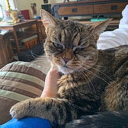 Mighty Mouse is registered to the contest to win money with this photo: blue_sleeve, cat, couch, cozy, decor, feline, fur, furniture, hand, indoor, lamp, living_room, paw, pet, relaxing, snuggling, tabby, television, whiskers, wooden_table